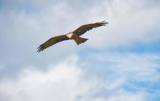 volante aquila nel parco foto