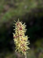 strega nocciola: hamamelis: in fiore nel inverno, germania foto