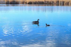 anatra canadese e gallinule uccello nel lago foto