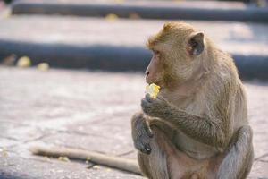 Macachi mangiatori di granchi che mangiano frutta a Lop Buri, Tailandia foto