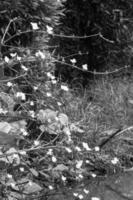 echinodoro palefolio fioritura nel il giardino foto