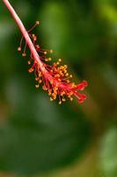 fiore di ibisco in giardino foto