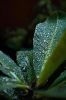 dettaglio di acqua far cadere su verde pianta foto