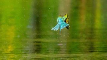 blu dalla coda ape mangiatore volante al di sopra di il piscina foto