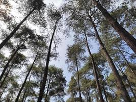 sfondo di alto torreggiante pino albero, a partire dal il parte inferiore per il cima dell'albero foto