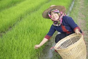 asiatico donna contadino è a verde risaia campo, indossa cappello e tailandese perizoma, detiene cestino . concetto , agricoltura occupazione. tailandese contadino. rurale stile di vita nel Tailandia. contento vita. opera tra natura. foto