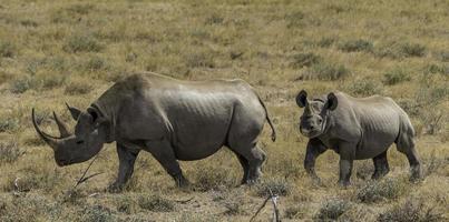 un' madre rinoceronte e vitello nel etosha nazionale parco, namibia foto