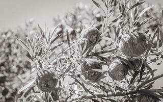 pigne rosse nel giardino botanico nazionale di kirstenbosch, città del capo. foto