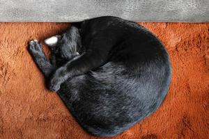 superiore Visualizza nero gatto addormentato su arancia lana tappeto foto
