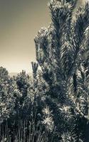 albero d'argento leucadendron argenteum nel giardino botanico nazionale di Kirstenbosch. foto