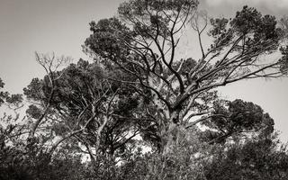 enormi alberi sudafricani nel giardino botanico di kirstenbosch, città del capo. foto