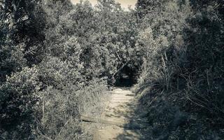 sentiero sentiero nella foresta del giardino botanico nazionale di Kirstenbosch. foto