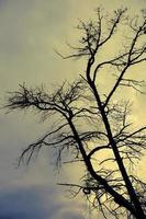 spoglio albero Visualizza contro il cielo durante il tramonto. foto