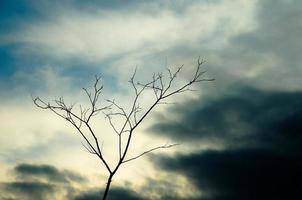 bellissimo tramonto cielo e un' solitario spoglio albero silhouette. foto