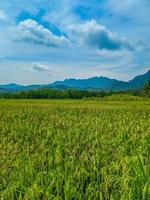 paesaggio di Grano campo azienda agricola campo e blu cielo. foto