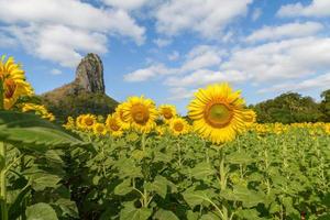 girasoli è fioritura nel il girasole campo con grande montagna e blu cielo sfondo. foto