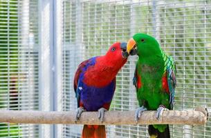 rosso e verde sole conure pappagallo uccello baci su il pertica, foto