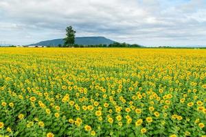 bellissimo girasole fiore fioritura nel girasoli campo. fiore campo su inverno stagione foto