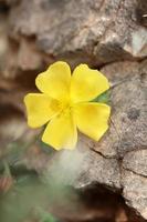 giallo fiore fiorire vicino su sfondo fumana arabica famiglia cistacee botanico grande dimensione alto qualità stampe foto