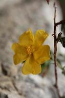 giallo fiore fiorire vicino su sfondo fumana arabica famiglia cistacee botanico grande dimensione alto qualità stampe foto