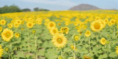 bellissimo girasole nel un' campo a mattina tempo foto