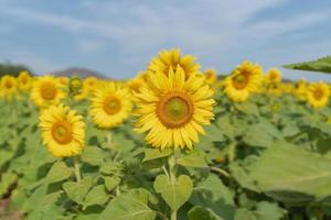 bellissimo girasole nel un' campo a mattina tempo foto