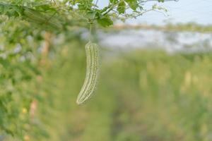 fresco amaro zucca o amaro melone crescita su albero nel biologico verdura azienda agricola foto