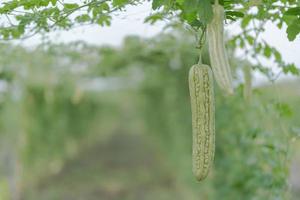 fresco amaro zucca o amaro melone crescita su albero nel biologico verdura azienda agricola foto