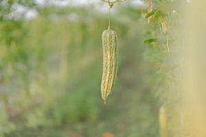 fresco amaro zucca o amaro melone crescita su albero nel biologico verdura azienda agricola foto