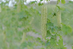 fresco amaro zucca o amaro melone crescita su albero nel biologico verdura azienda agricola foto