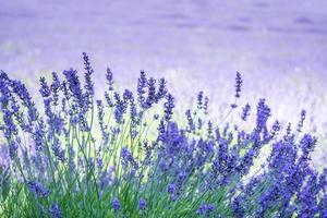 campo di lavanda in italia foto