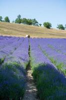 campo di lavanda in italia foto