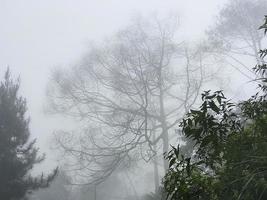 un' asciutto albero nel il nebbia al di sopra di il montagna. foto