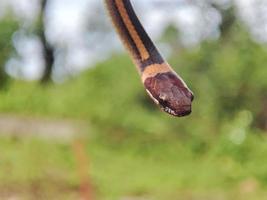 serpente con il latino nome coniophanes impiccagione. foto