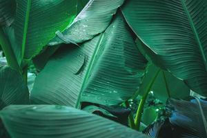 primo piano di foglia di banana con gocce d'acqua foto