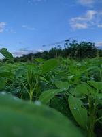 campo di arachide impianti nel il giardino foto