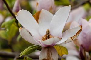 macro fioritura magnolia su un' avvicinamento ramo foto