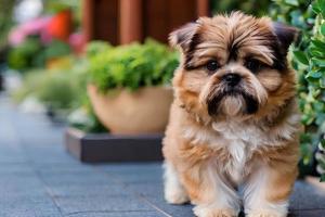 un' cane con un' Casa nel il sfondo foto