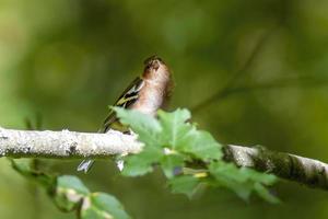 un' fringuello si siede su un' verde ramo nel primavera foto