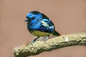 un' turchese tanager si siede su un' ramo nel il sole foto