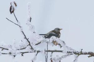 un' fieldfare si siede su nevoso rami nel freddo inverno tempo foto