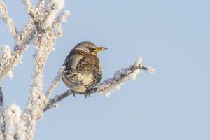 un' fieldfare si siede su nevoso rami nel freddo inverno tempo foto