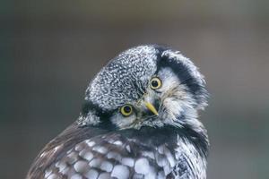 falco gufo mantiene un occhio su per preda nel un' foresta foto