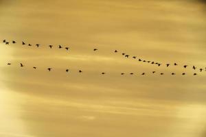 gregge di selvaggio oche volare in il tramonto foto