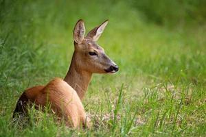 capriolo cervo nel foresta, capreolus capreolo. selvaggio capriolo cervo nel natura. foto