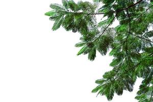 verde le foglie motivo, foglia il fiamma albero isolato su bianca sfondo, fiammeggiante, reale poinciana foto