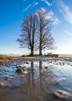 un' albero riflessa nel un' pozzanghera nel autunno foto