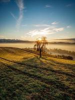 albero su emmental pascolo durante tramonto foto