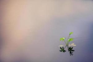 un' acqua pianta è riflessa nel un' stagno di nero acqua. copyspace foto