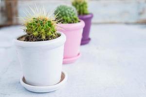 tre piante di cactus in vaso su un tavolo di legno foto